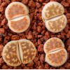 Summitatum - Seed