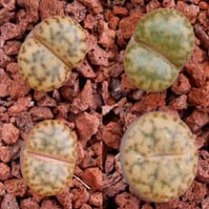C043 - Plant