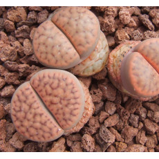 C080 - Plant