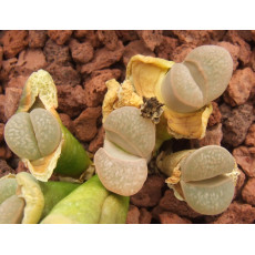 C269 - Plant