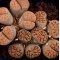 SB2162 - Seed