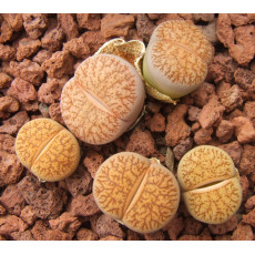Dinterops (white flower) - Seed