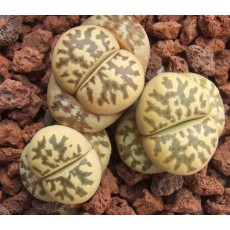 C124 (VN) - Plant