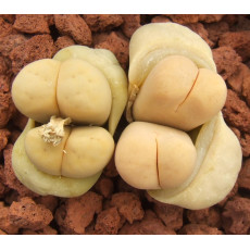 C241 - Plant