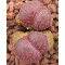 Fred's Redhead - Plant