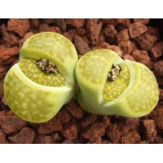 C111A - Plant