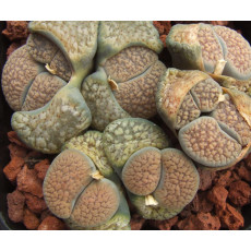 C120 - Plant