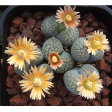 C178 - Plant