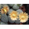C178 - Plant