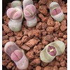 SB1125A - Plant