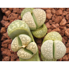 C252 - Plant