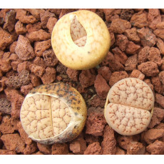 C385 - Seed