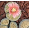 ROSEOFTEXAS - Plant