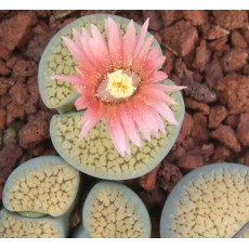 ROSEOFTEXAS - Plant