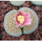 ROSEOFTEXAS - Plant