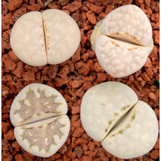 C063 - Plant