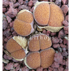 C141 - Plant