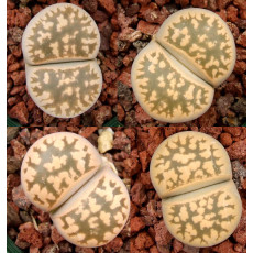 C143A - Plant