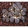 SH389 - Plant