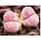 Red Olive - Plant