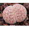 TOK001A - Seed