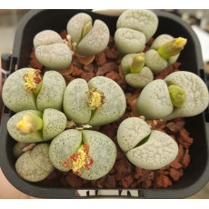 C140 - Plant