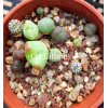 C.mixed - Seed