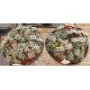 Haworthia truncata - Plant