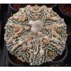 Astrophytum Asterias cv. superkabuto - Seed