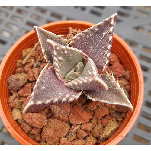 Faucaria Boo - Plant