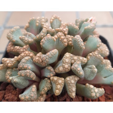T.hugo-schlechteri - Seed
